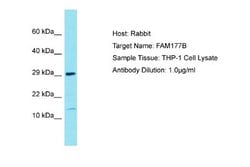 FAM177B Rabbit anti-Human, Polyclonal, Novus Biologicals 0.1ml; Unconjugated:Antibodies,